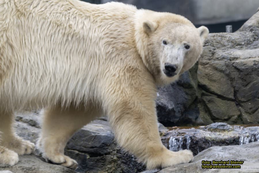 Zoo Vienna - Tiergarten Schnbrunn, Oktober 2022