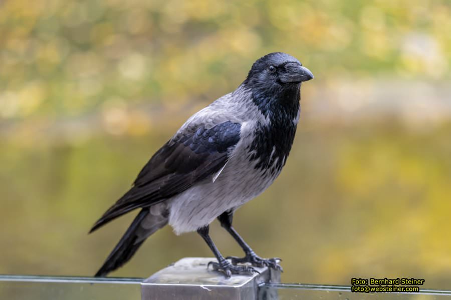 Zoo Vienna - Tiergarten Schnbrunn, Oktober 2022