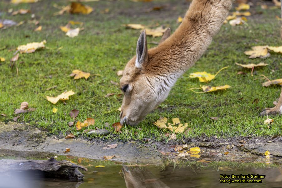 Zoo Vienna - Tiergarten Schnbrunn, Oktober 2022