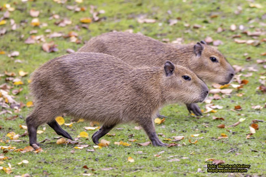 Zoo Vienna - Tiergarten Schnbrunn, Oktober 2022