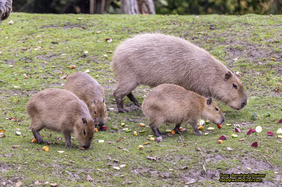 Zoo Vienna - Tiergarten Schnbrunn, Oktober 2022