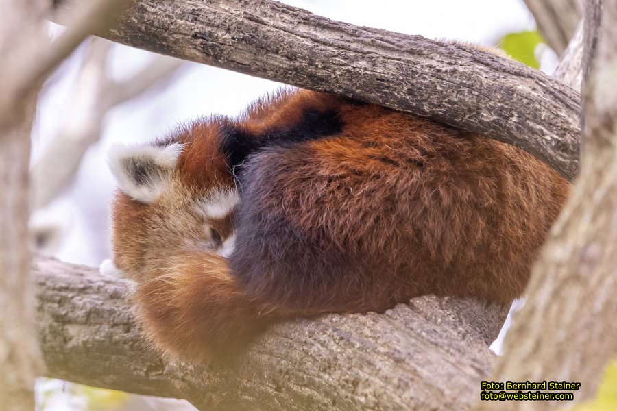 Zoo Vienna - Tiergarten Schnbrunn, Oktober 2022