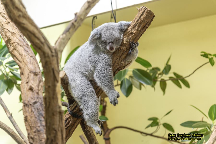 Zoo Vienna - Tiergarten Schnbrunn, Oktober 2023