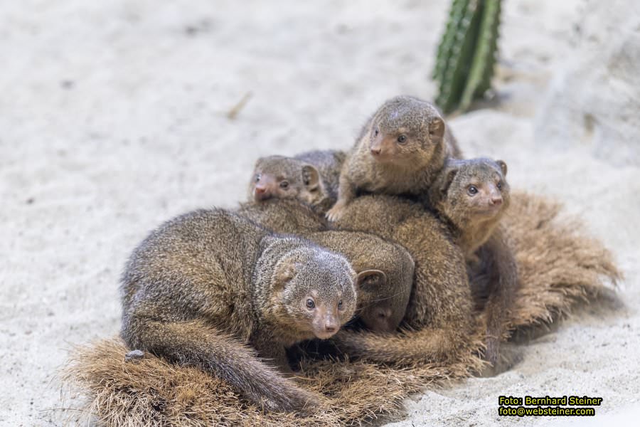 Zoo Vienna - Tiergarten Schnbrunn, Oktober 2023