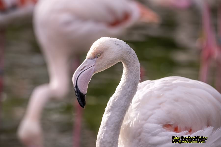Zoo Vienna - Tiergarten Schnbrunn, Oktober 2023