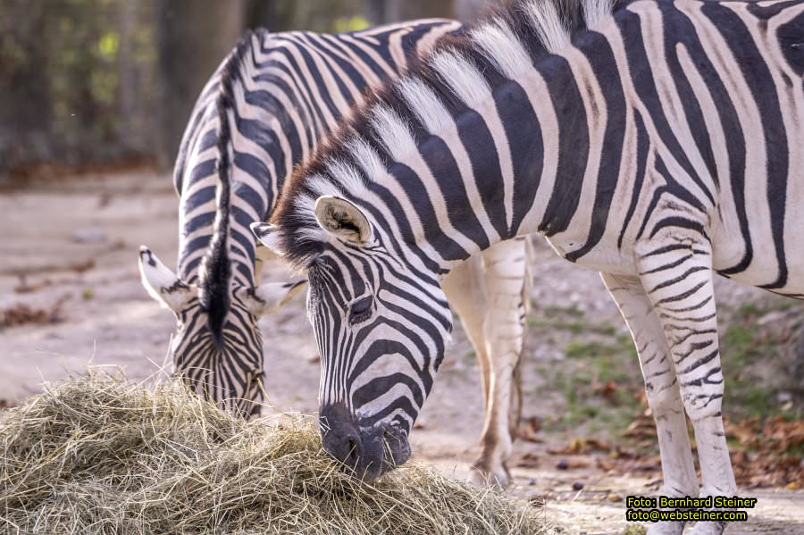 Zoo Vienna - Tiergarten Schnbrunn, Oktober 2023