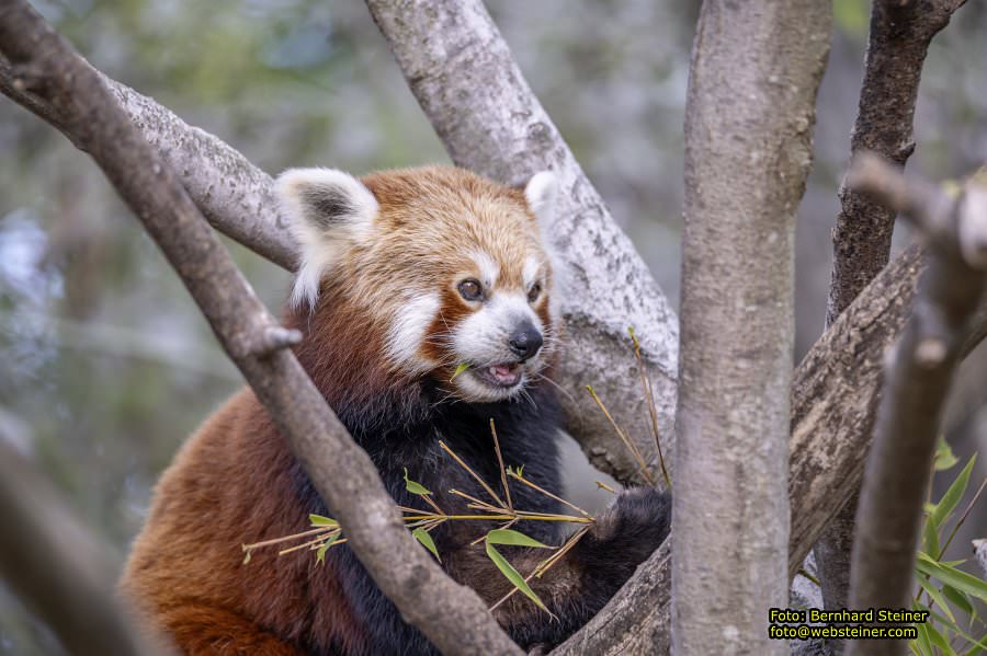 Zoo Vienna - Tiergarten Schnbrunn, Oktober 2023
