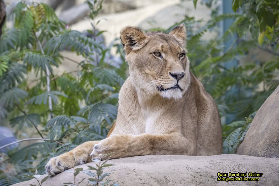 Zoo Vienna - Tiergarten Schnbrunn, Oktober 2023