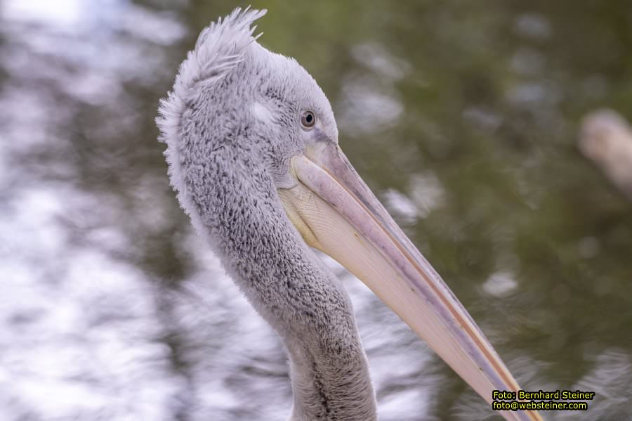 Zoo Vienna - Tiergarten Schnbrunn, Oktober 2023