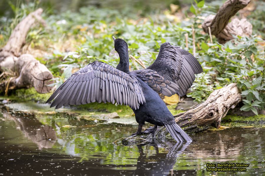 Zoo Vienna - Tiergarten Schnbrunn, Oktober 2023