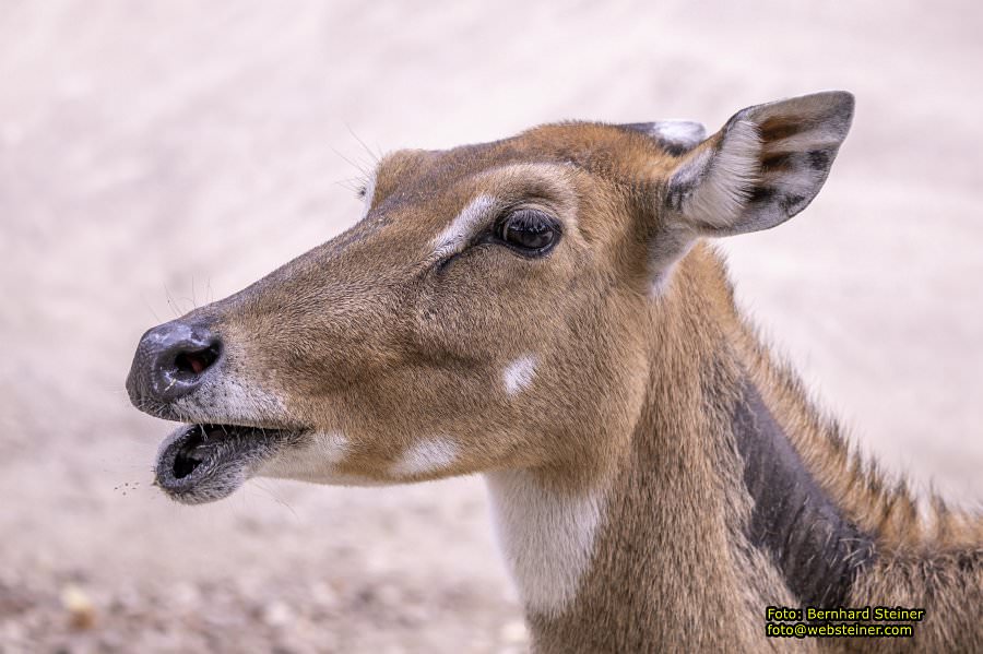 Zoo Vienna - Tiergarten Schnbrunn, Oktober 2023