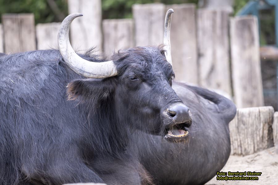 Zoo Vienna - Tiergarten Schnbrunn, Oktober 2023