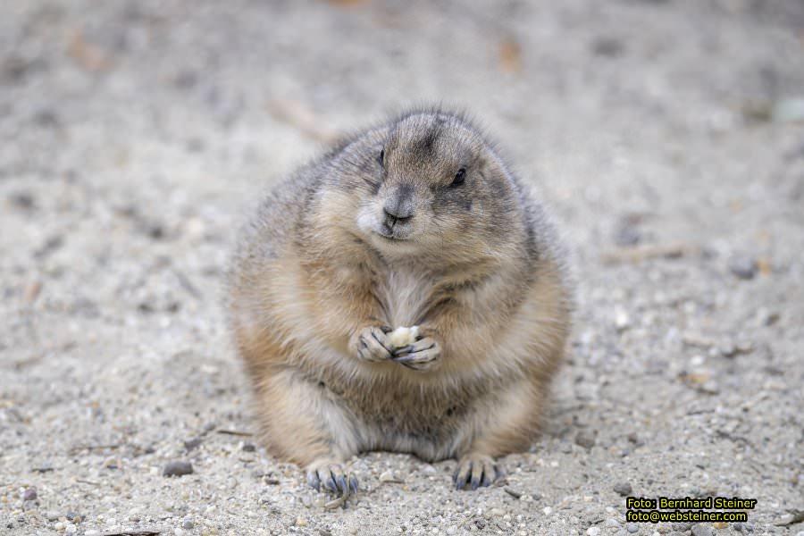 Zoo Vienna - Tiergarten Schnbrunn, Oktober 2023