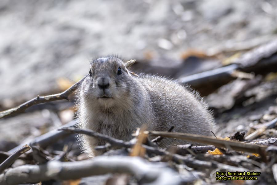Zoo Vienna - Tiergarten Schnbrunn, Oktober 2023