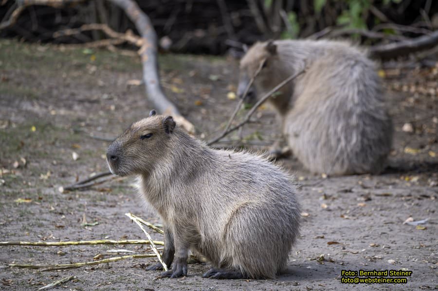 Zoo Vienna - Tiergarten Schnbrunn, Oktober 2023