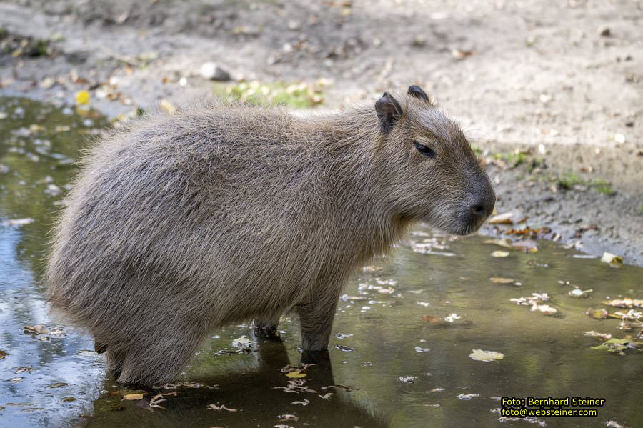 Zoo Vienna - Tiergarten Schnbrunn, Oktober 2023