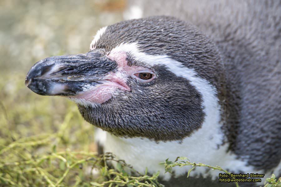 Zoo Vienna - Tiergarten Schnbrunn, Oktober 2023