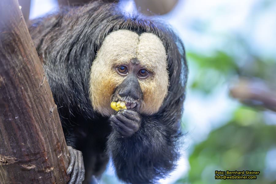 Zoo Vienna - Tiergarten Schnbrunn, Oktober 2023