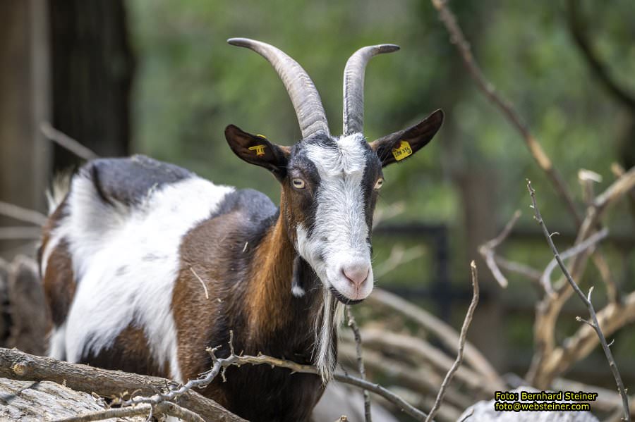Zoo Vienna - Tiergarten Schnbrunn, Oktober 2023