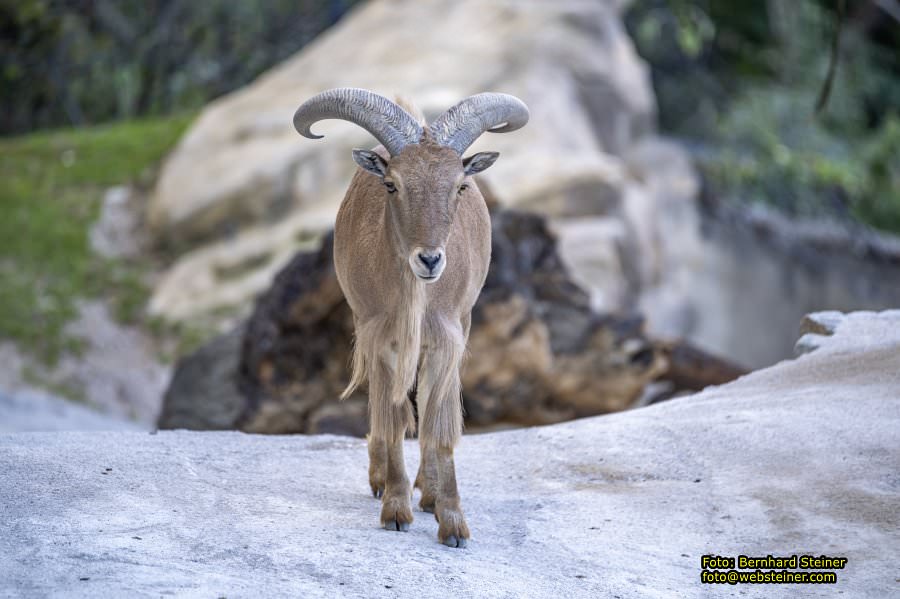 Zoo Vienna - Tiergarten Schnbrunn, Oktober 2023