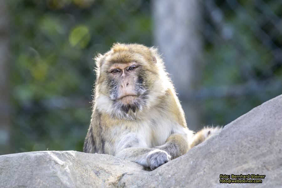 Zoo Vienna - Tiergarten Schnbrunn, Oktober 2023