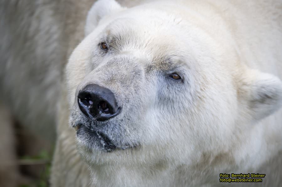 Zoo Vienna - Tiergarten Schnbrunn, Oktober 2023