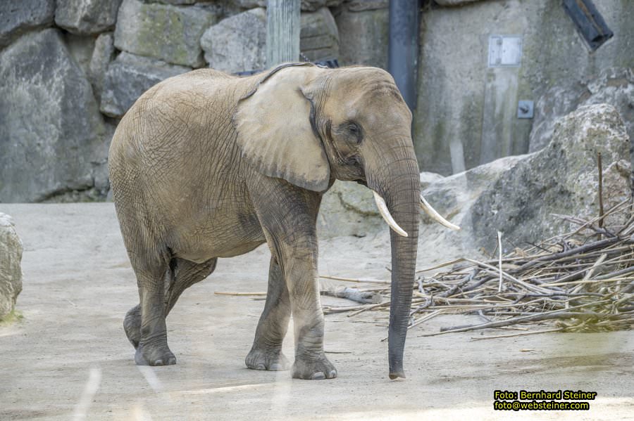 Zoo Vienna - Tiergarten Schnbrunn, Oktober 2023
