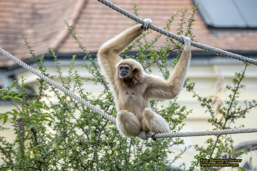Zoo Vienna - Tiergarten Schnbrunn, Oktober 2023