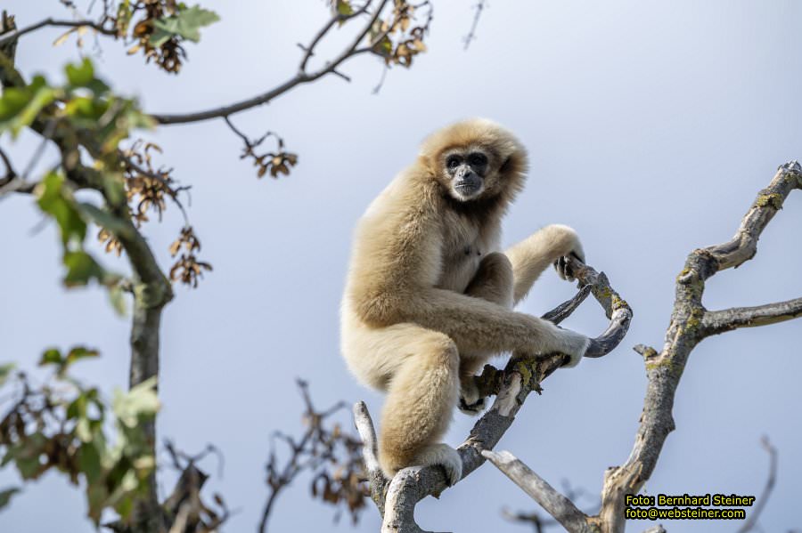 Zoo Vienna - Tiergarten Schnbrunn, Oktober 2023