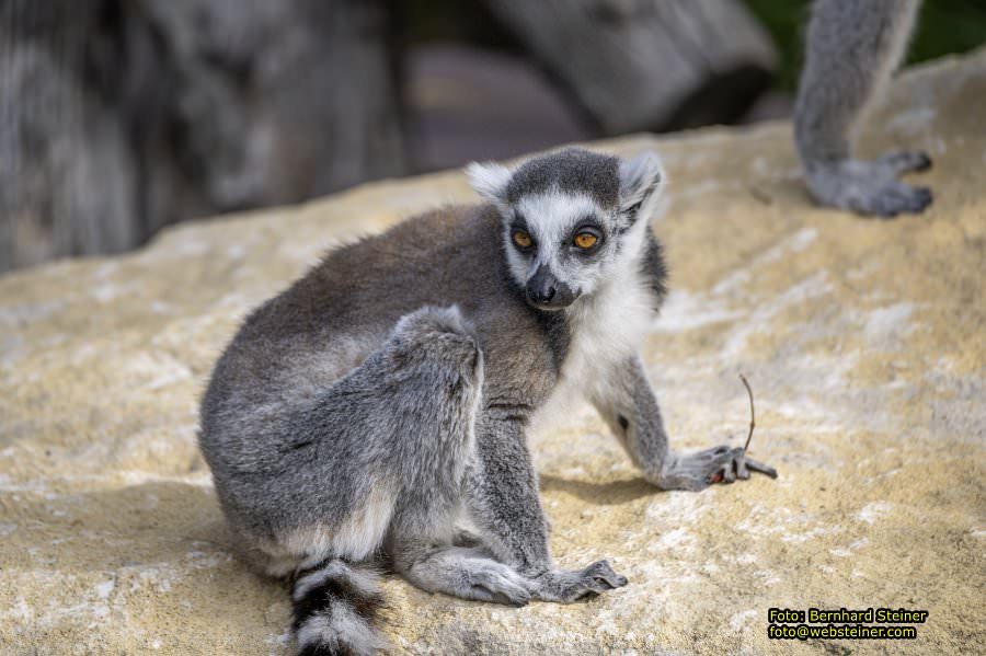 Zoo Vienna - Tiergarten Schnbrunn, Oktober 2023