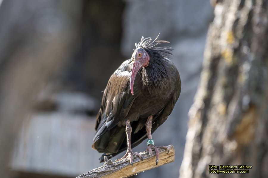 Zoo Vienna - Tiergarten Schnbrunn, Oktober 2023