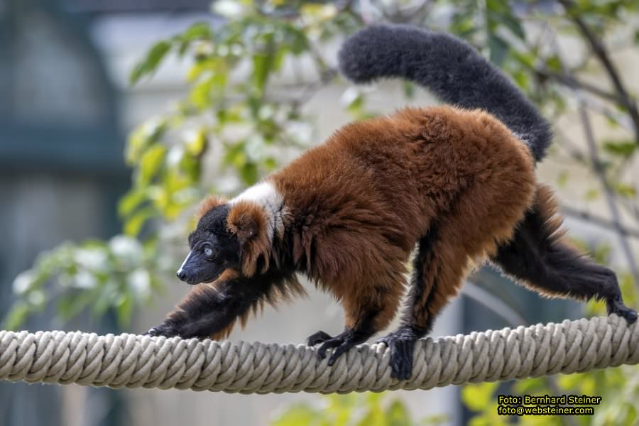 Zoo Vienna - Tiergarten Schnbrunn, Oktober 2023