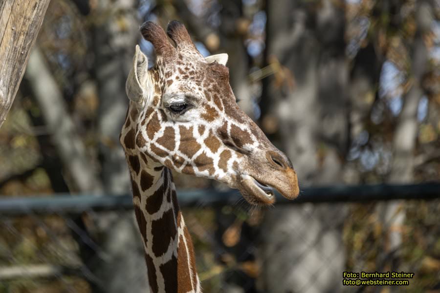 Zoo Vienna - Tiergarten Schnbrunn, Oktober 2023