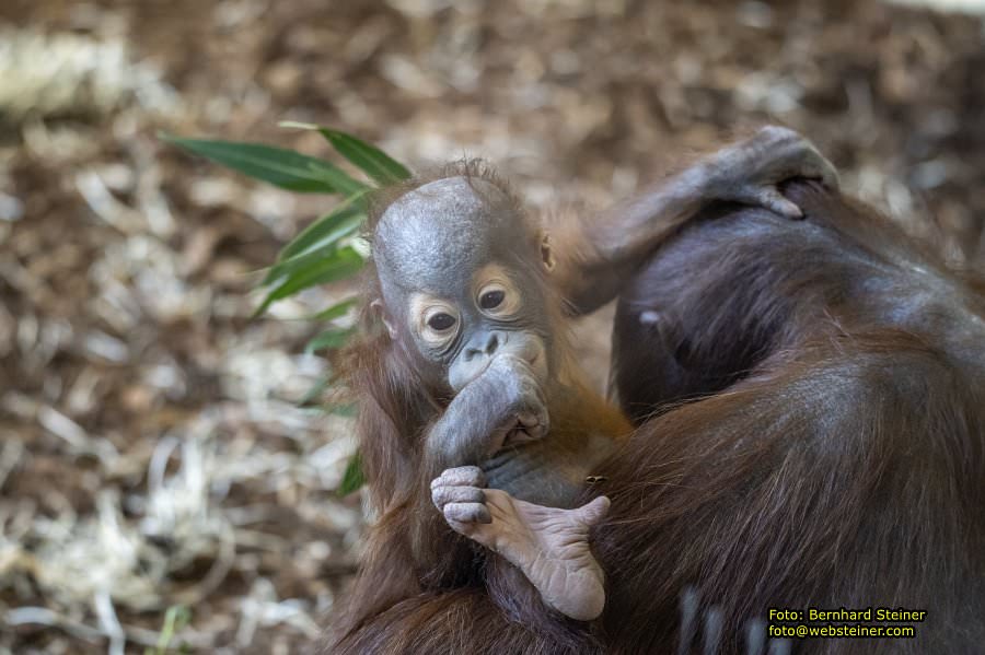 Zoo Vienna - Tiergarten Schnbrunn, Oktober 2023
