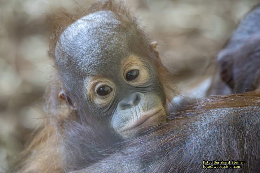Zoo Vienna - Tiergarten Schnbrunn, Oktober 2023