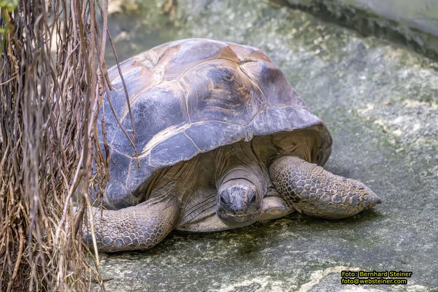 Zoo Vienna - Tiergarten Schnbrunn, Oktober 2023