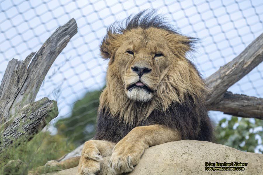Zoo Vienna - Tiergarten Schnbrunn, Oktober 2024
